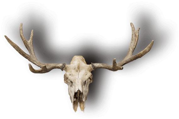 deer-skull